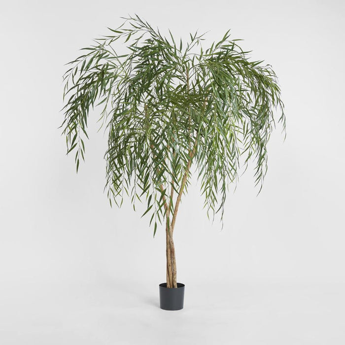 Willow Tree 180cm