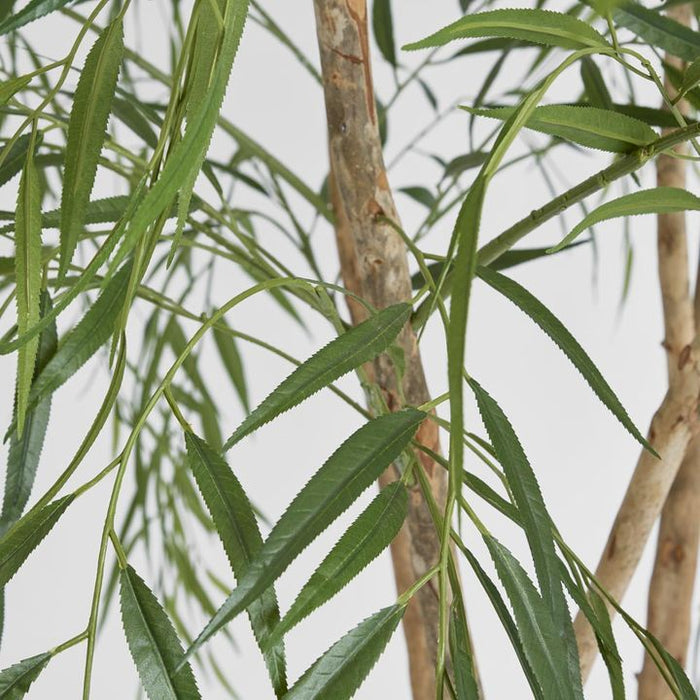 Willow Tree 180cm