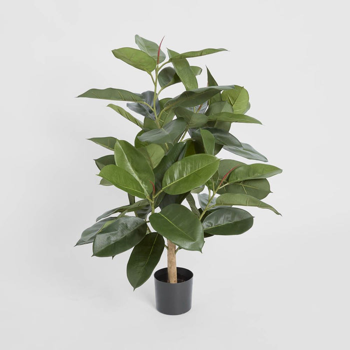 Rubber Plant Tree 96cm