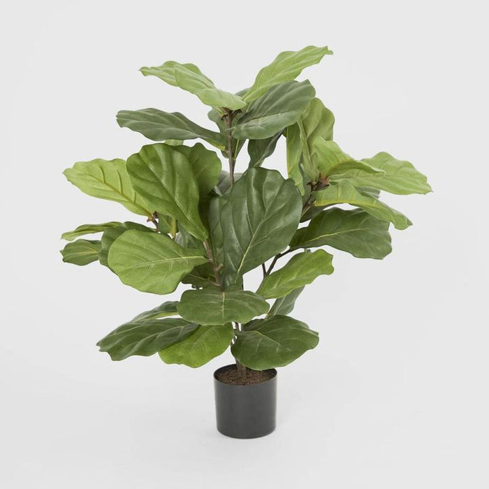 Fiddle Leaf Fig Potted Plant 65cm
