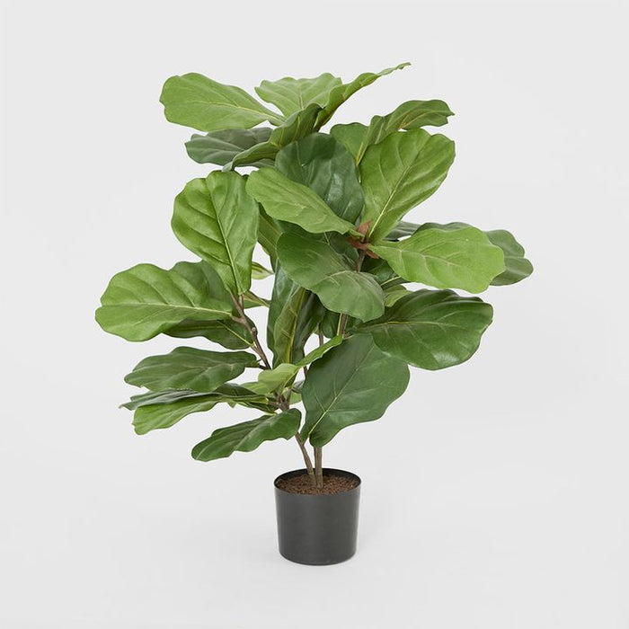 Fiddle Leaf Fig Potted Plant 65cm
