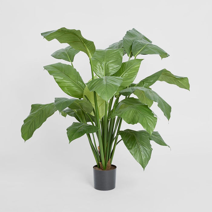 Spathiphyllum Potted Plant 100cm