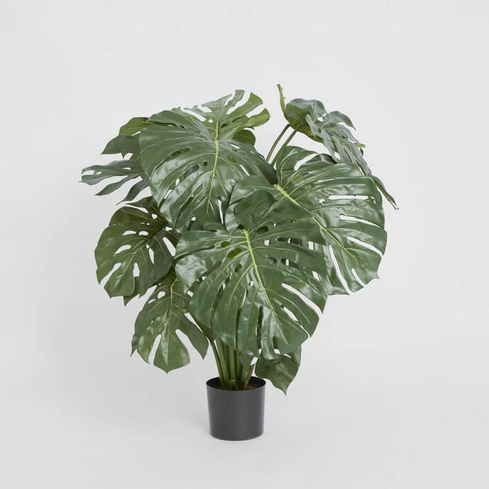 Monstera Split Philo Potted 98cm