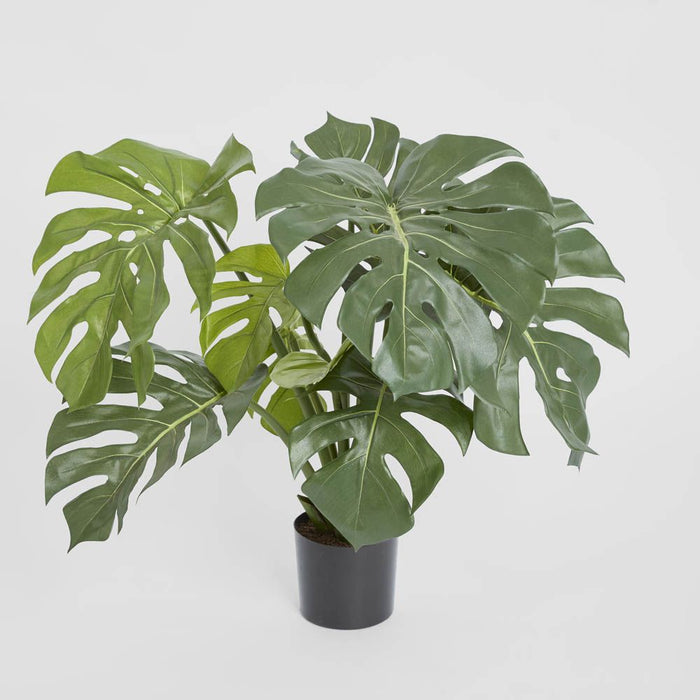 Monstera Split Philo Potted 63cm