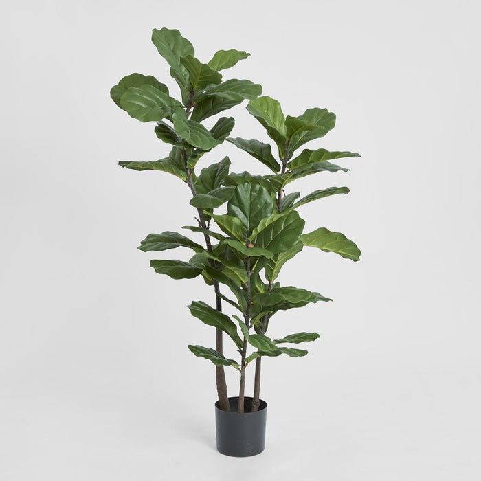 Fiddle Leaf Tree 133cm