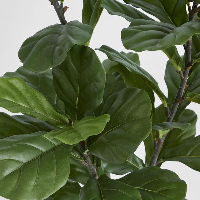 Fiddle Leaf Tree 133cm