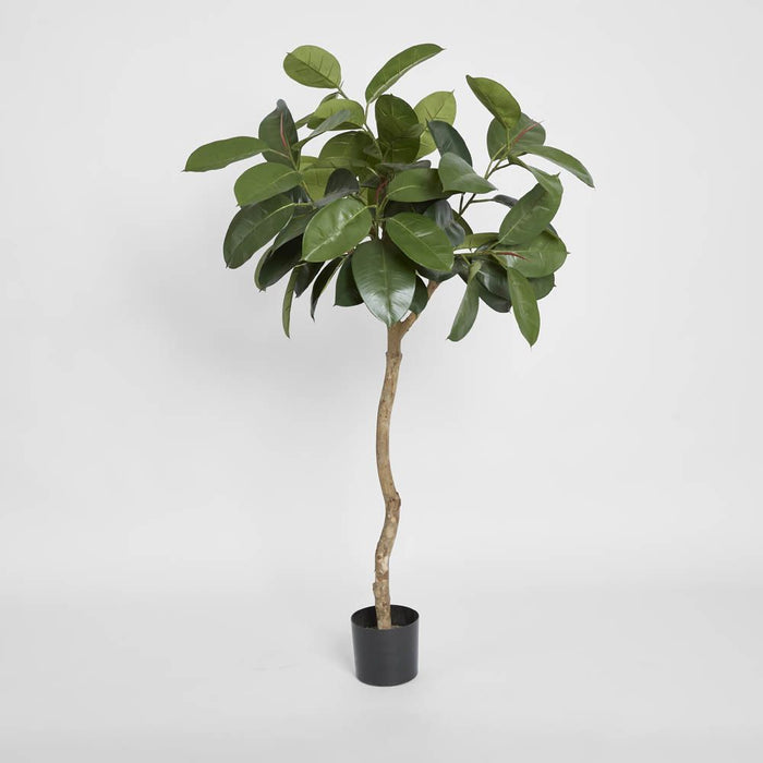 Rubber Plant Tree 120cm