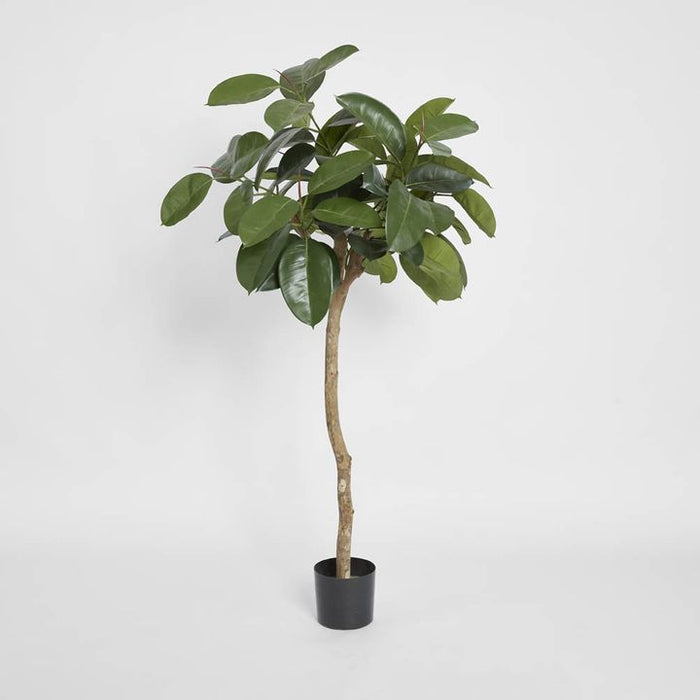 Rubber Plant Tree 120cm