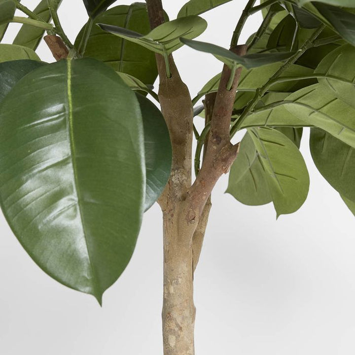 Rubber Plant Tree 120cm