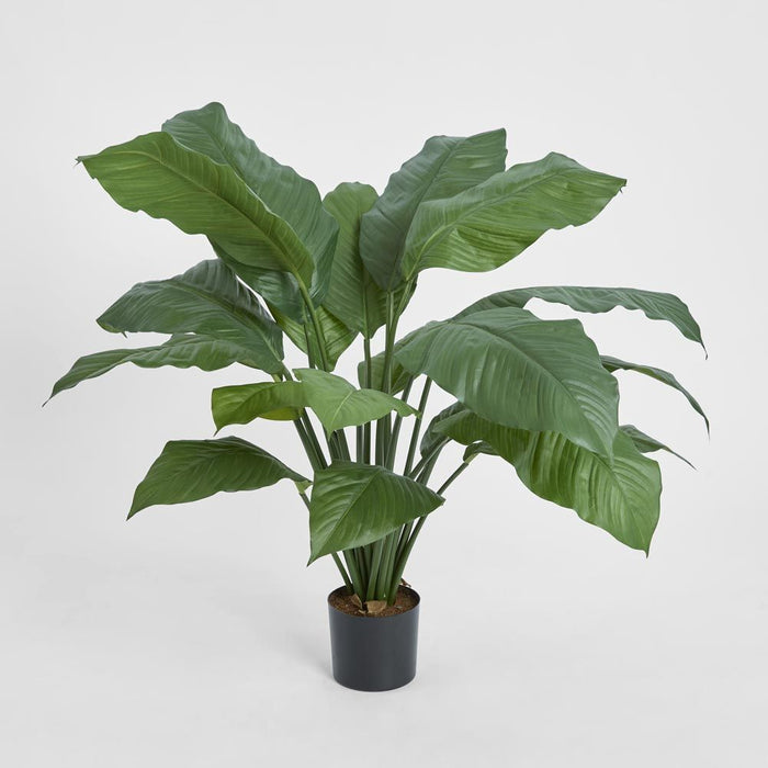 Spathiphyllum Potted Plant 66cm