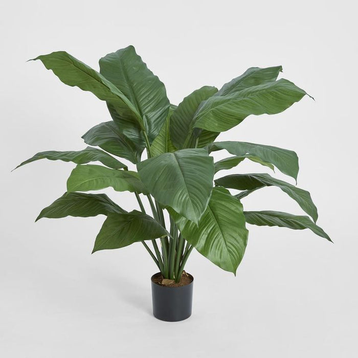 Spathiphyllum Potted Plant 66cm