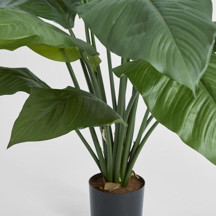 Spathiphyllum Potted Plant 66cm
