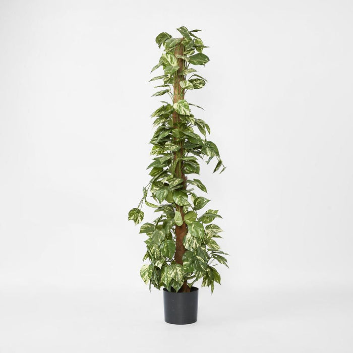 Pothos Vines Plant on Coconut Pole 150cm