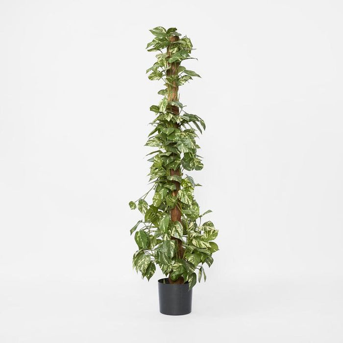 Pothos Vines Plant on Coconut Pole 150cm