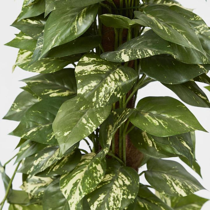 Pothos Vines Plant on Coconut Pole 150cm