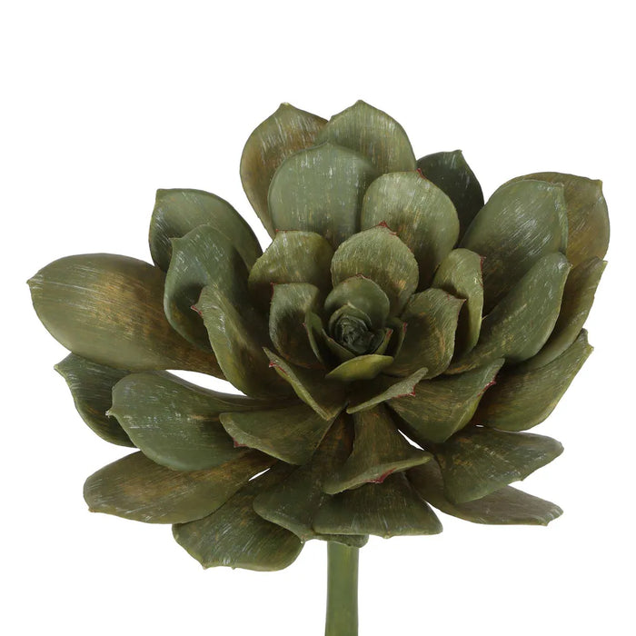 Succulent Large Green 22cm Pack of 12