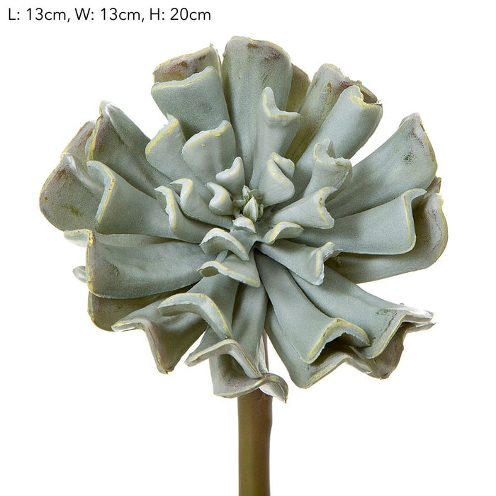 Succulent Grey 20cm Pack of 12