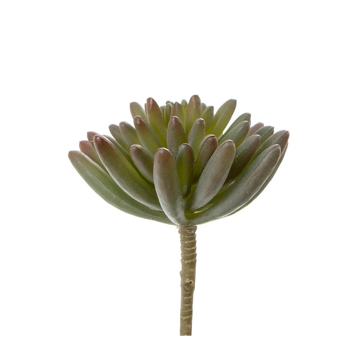 Succulent Spray Burgundy 17cm Pack of 12