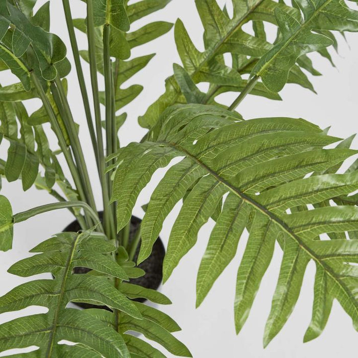 Fern Hares Foot In Pot 107cm