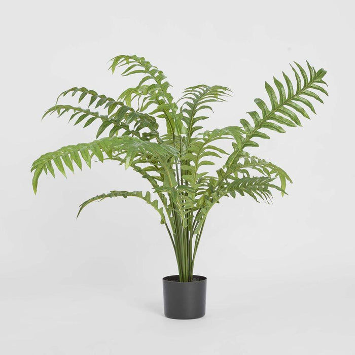 Fern Hares Foot In Pot 107cm