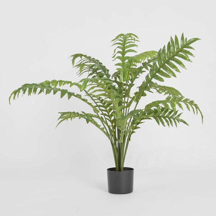 Fern Hares Foot In Pot 107cm