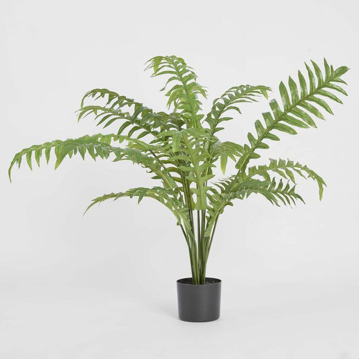 Fern Hares Foot In Pot 107cm