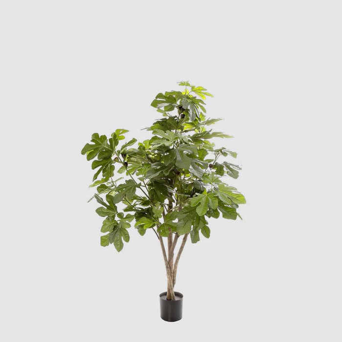 Fig Tree 110cm