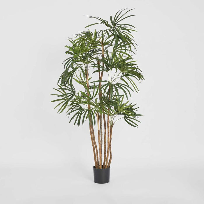 Honey Lady Palm Tree 140cm