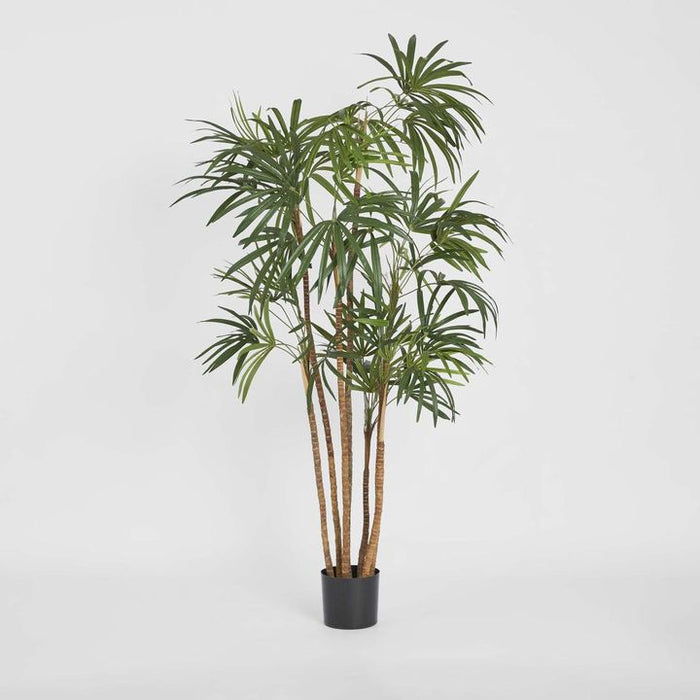 Honey Lady Palm Tree 140cm