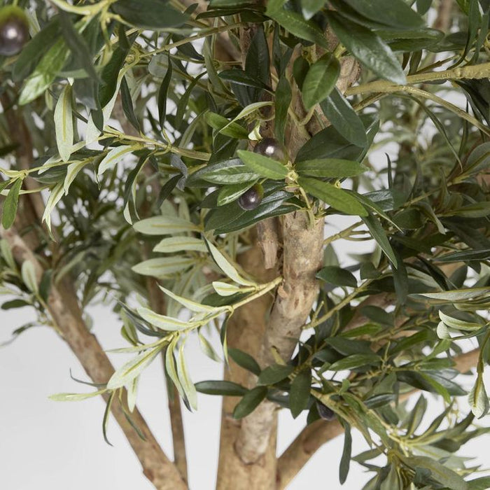 Giant Olive Tree 230cm