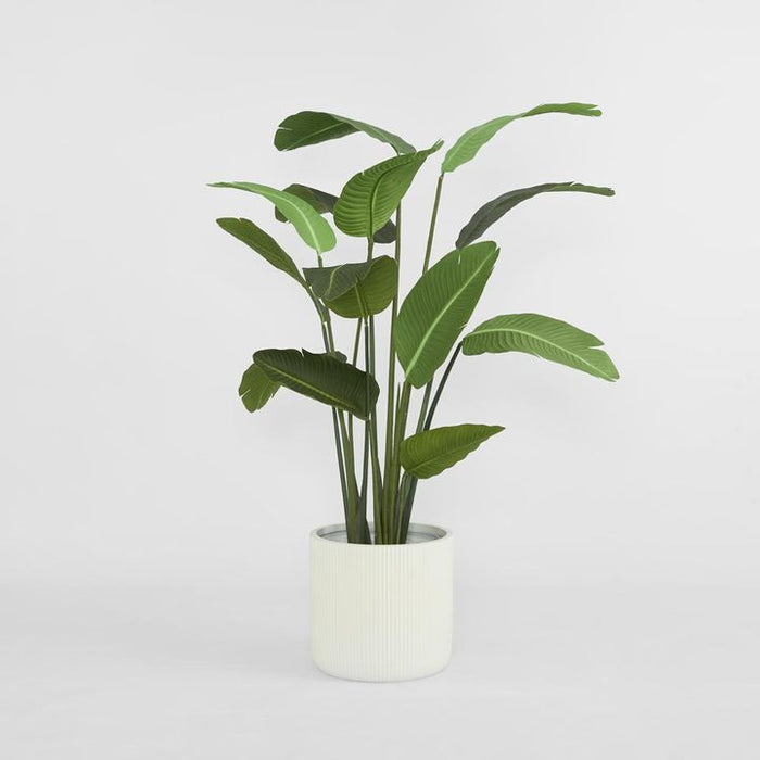 Bird of Paradise Tree 180cm