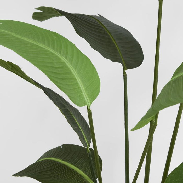 Bird of Paradise Tree 180cm