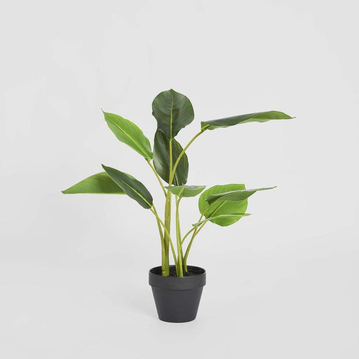 Bird of Paradise Plant Real Touch 64cm Set of 3