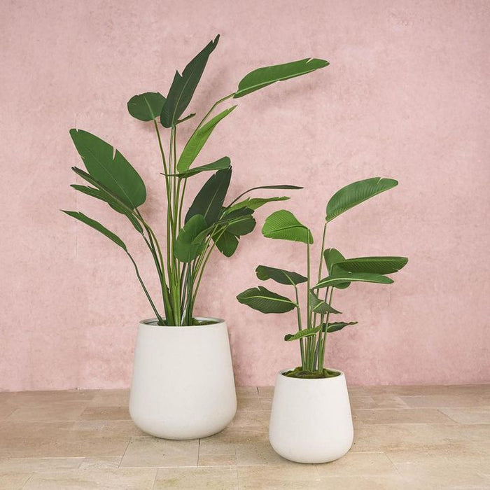 Bird of Paradise Tree 150cm