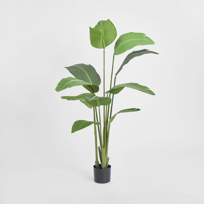 Bird of Paradise Tree 150cm