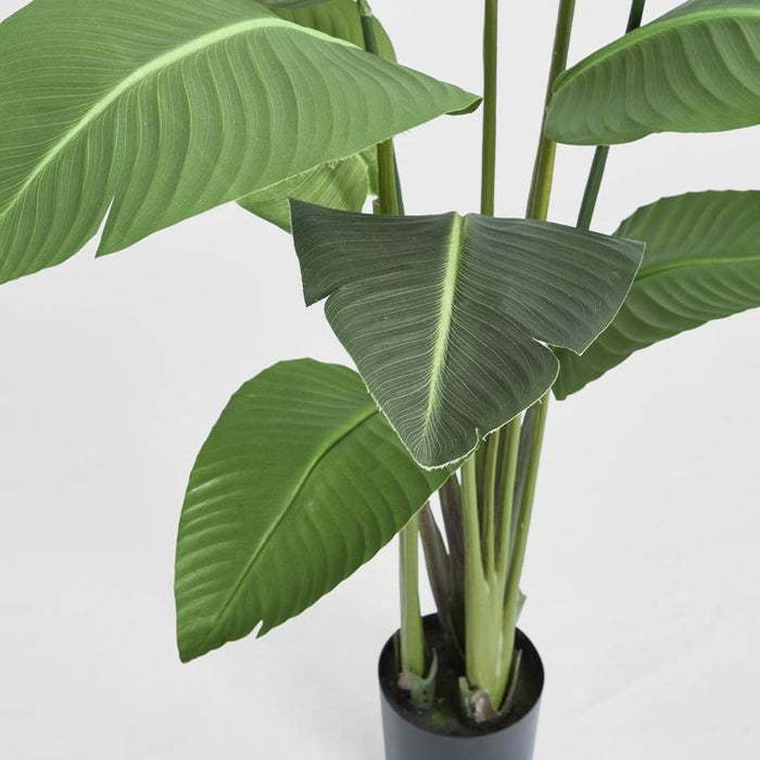 Bird of Paradise Tree 150cm