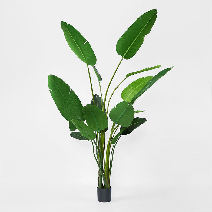 Bird of Paradise Tree 250cm