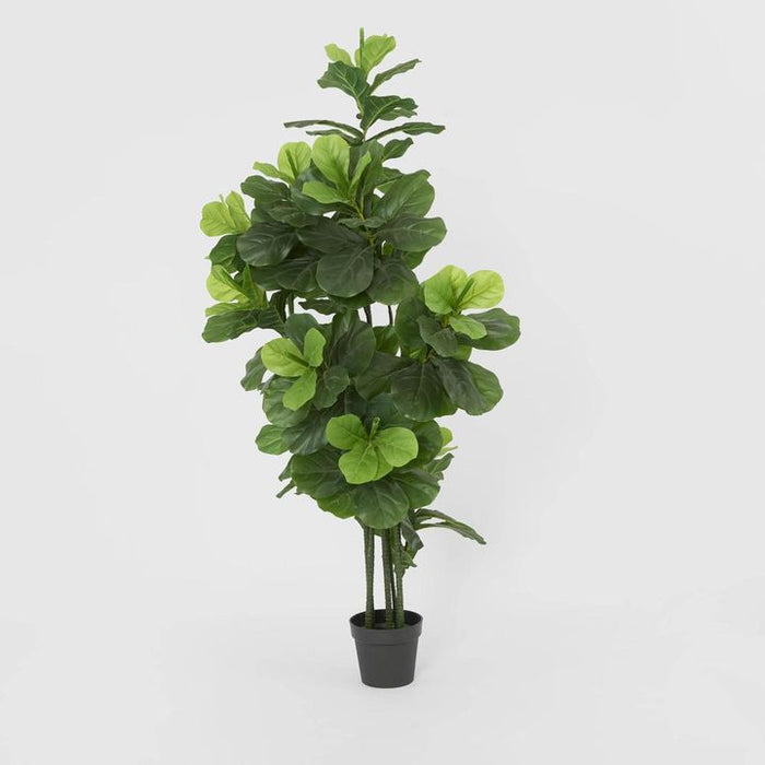 Fiddle Leaf Tree 175cm