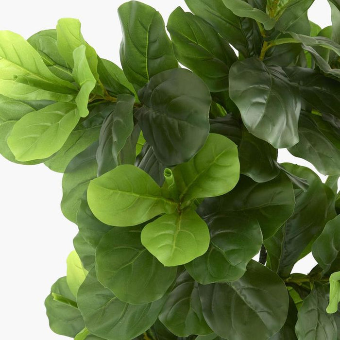 Fiddle Leaf Tree 175cm
