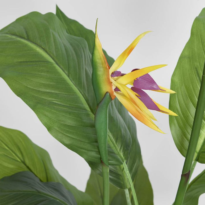 Bird of Paradise Tree With Flower 150cm