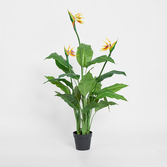Bird of Paradise Tree With Flower 150cm