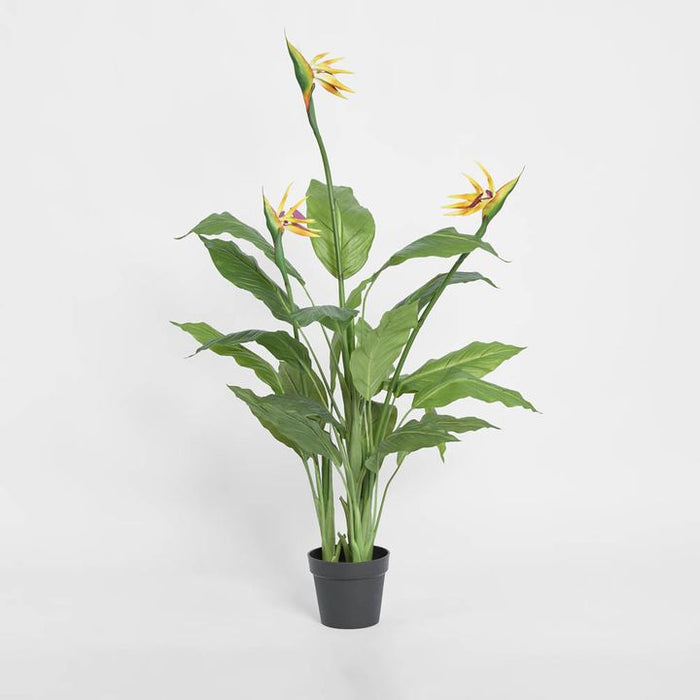 Bird of Paradise Tree With Flower 150cm