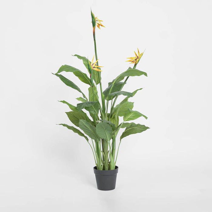 Bird of Paradise Tree With Flower 150cm