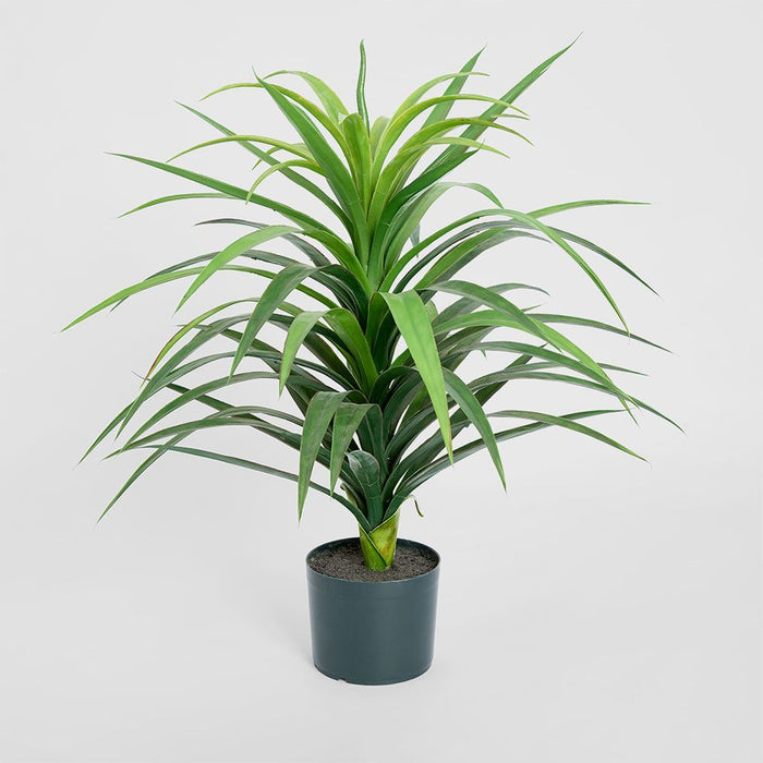 Yucca Plant in Pot 90cm Set of 2