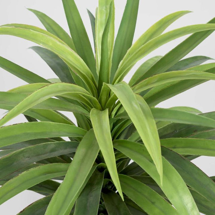 Yucca Plant in Pot 90cm Set of 2