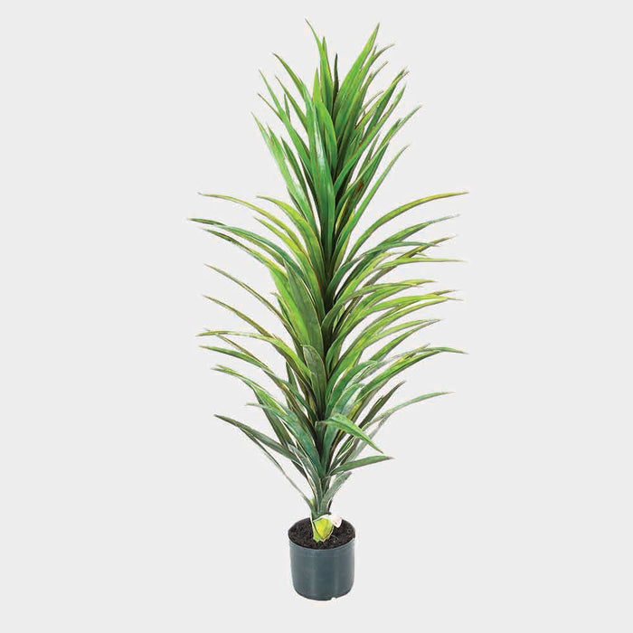Yucca Plant in Black Pot 120cm