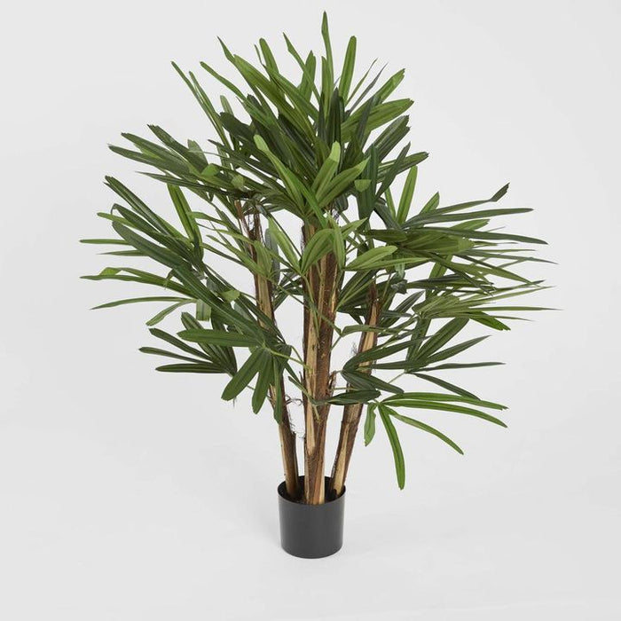 Rhapis Palm Tree 100cm