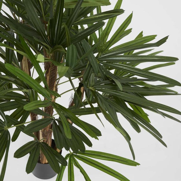 Rhapis Palm Tree 100cm