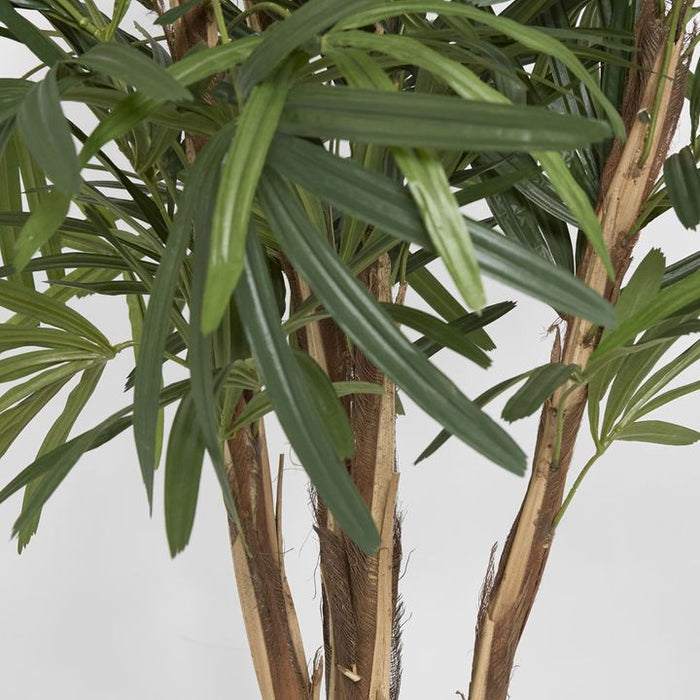 Rhapis Palm Tree Thin Leaf 120cm