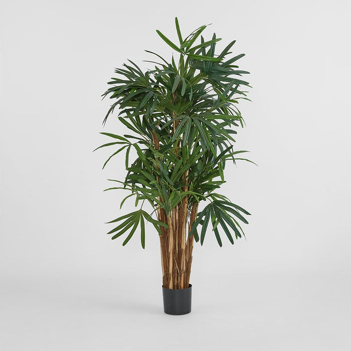Raphis Palm Tree Thin Leaf 160cm